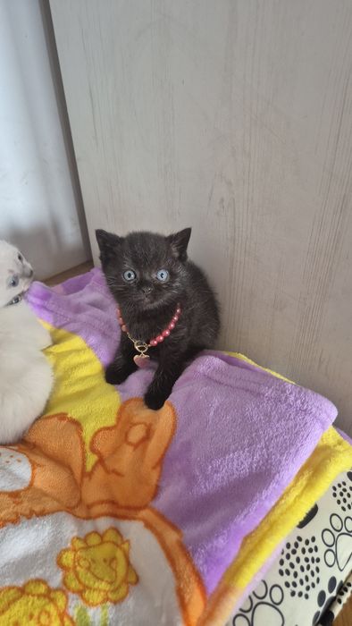 Koty brytyjskie chlopczyk