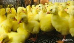 Бройлерні гусенята,качки,індики,курчата,кури