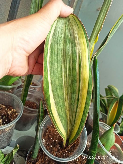 Сансевієрії Індонезія і Голандські