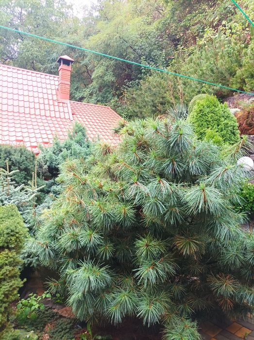 Здається будинок можливо на  дві родини.