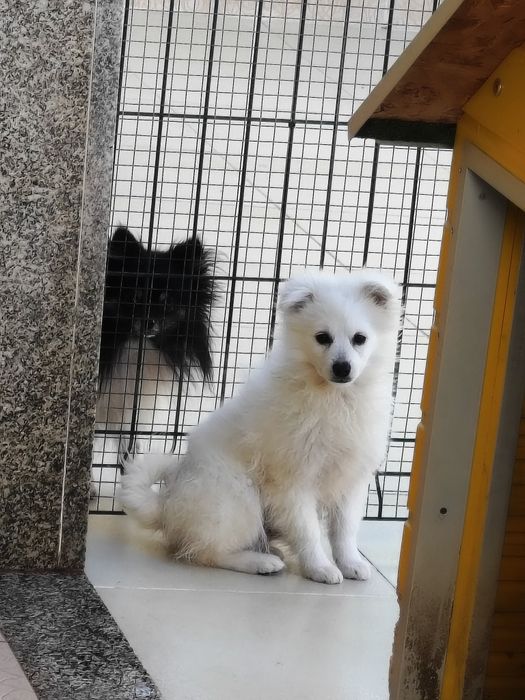 Spitz alemão menino