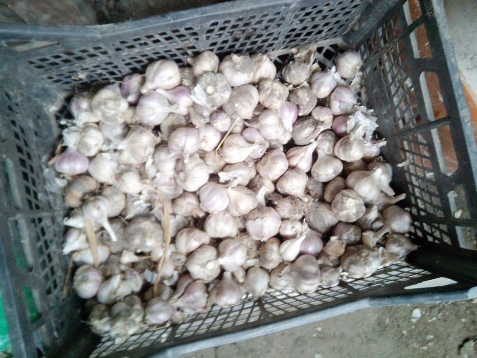 Продам чеснок 2025