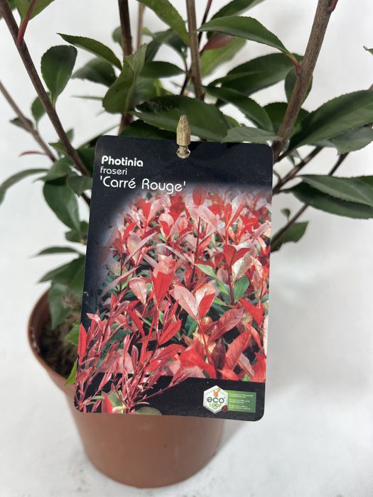 Głogownik carre rouge na zywopłoty zimozielony czerwony liść