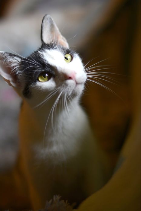 Pokochaj i Przygarnij Zuźka