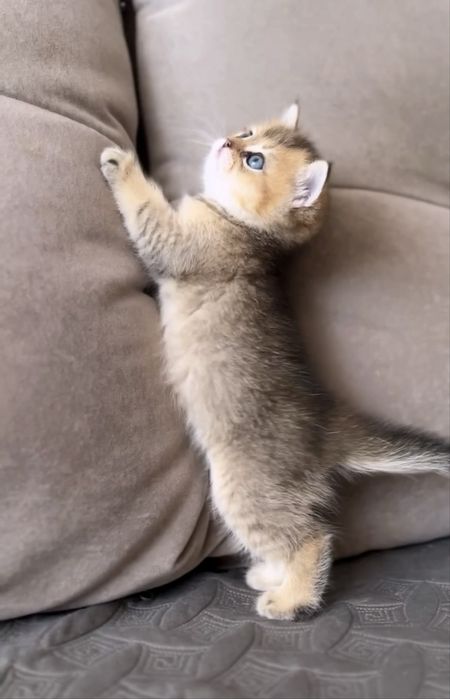 Котик золота шиншила