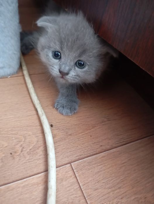 продаж чудових котенята ШОТЛАНЦІ