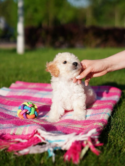 Мальтіпу з ідеальним психотипом – для сім’ї з дітьми