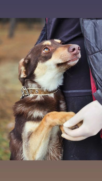Отдам собаку-компаньона,,девочка, стерилизована, привита, 12 кг