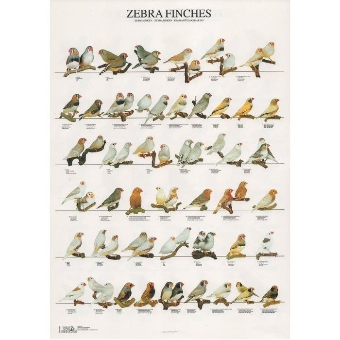 Cartaz poster de aves, passaros, nomes em varias linguas, mutações