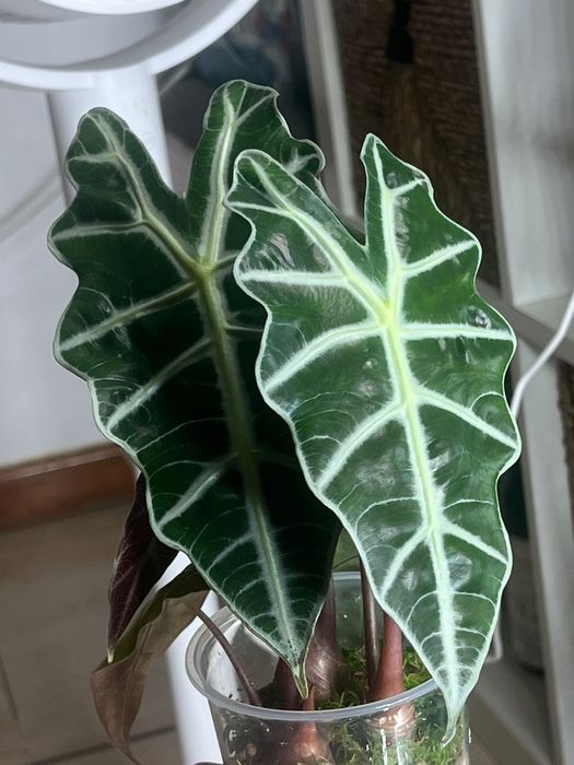 Alocasia Amazonica