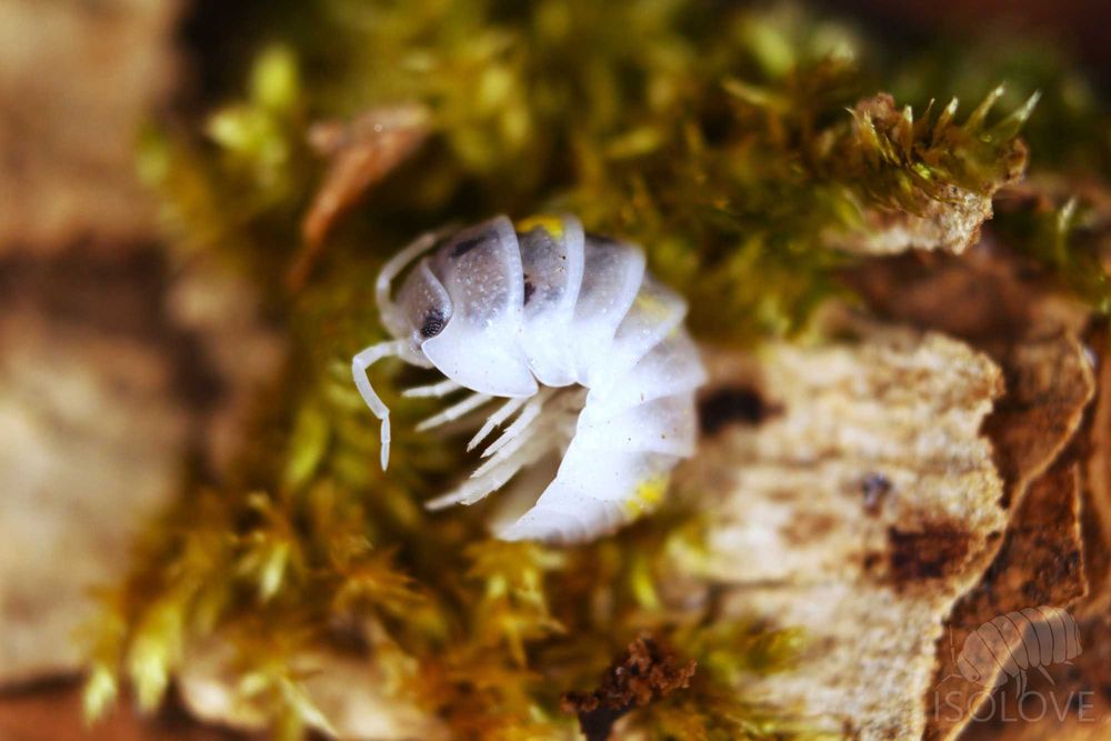 Armadillidium granulatum „magic potion", równonogi, isopoda