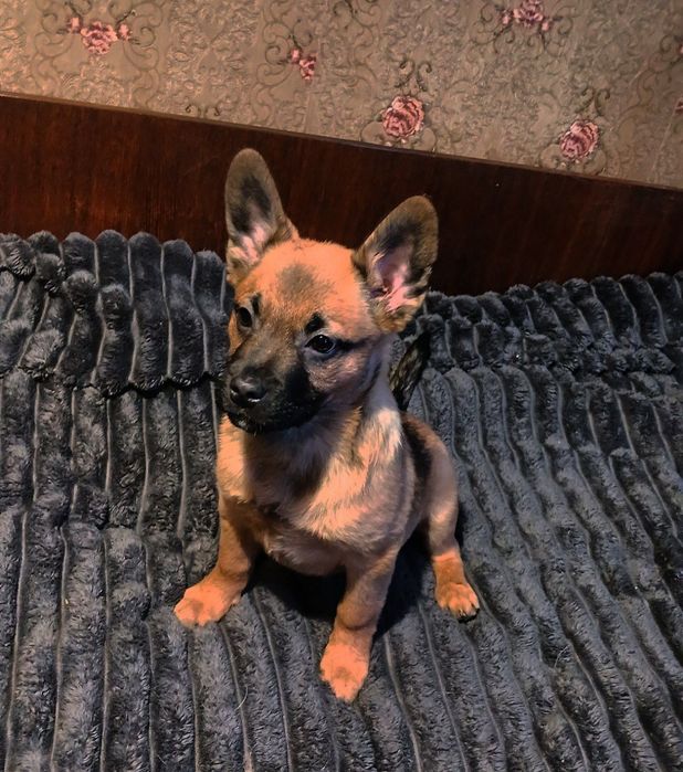 Віддам в хороші руки, цуценя схоже на  вівчарку малінуа. 2 місяці