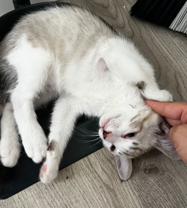 Gato para adoção
