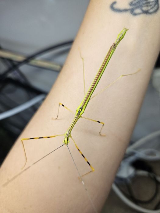 Necroscia Annulipes neonowy straszyk z różowymi skrzydłami
