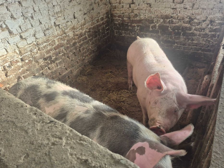 Свині на домашніх кормах