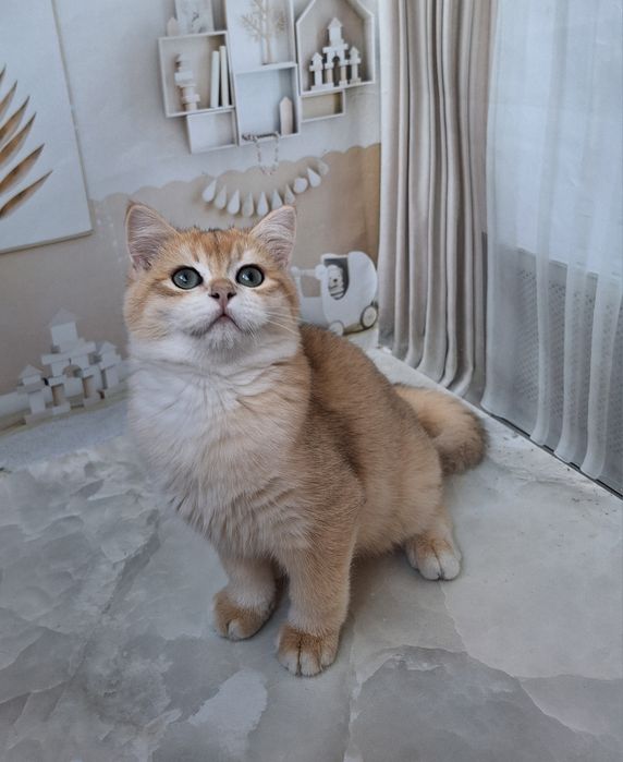 Британська золота шиншила