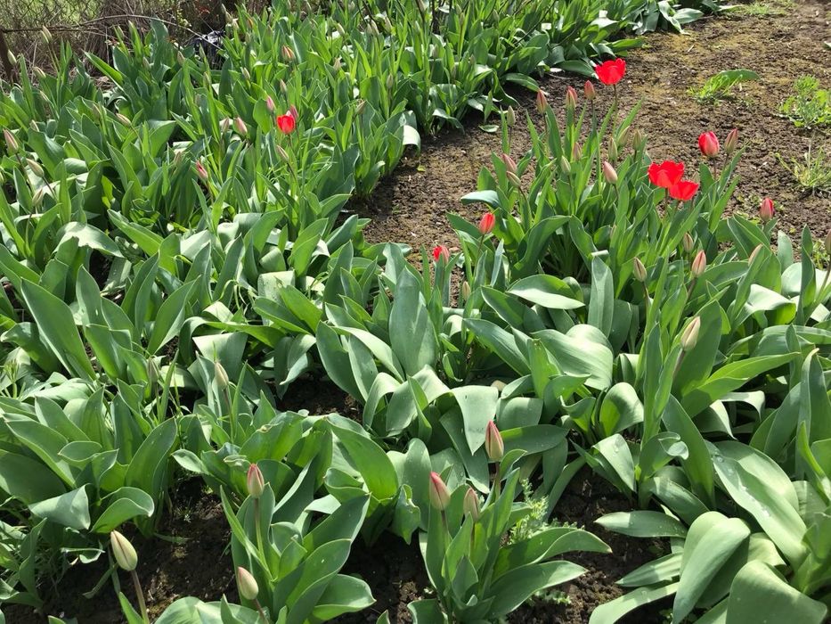 Продам тюльпаны и нарциссы