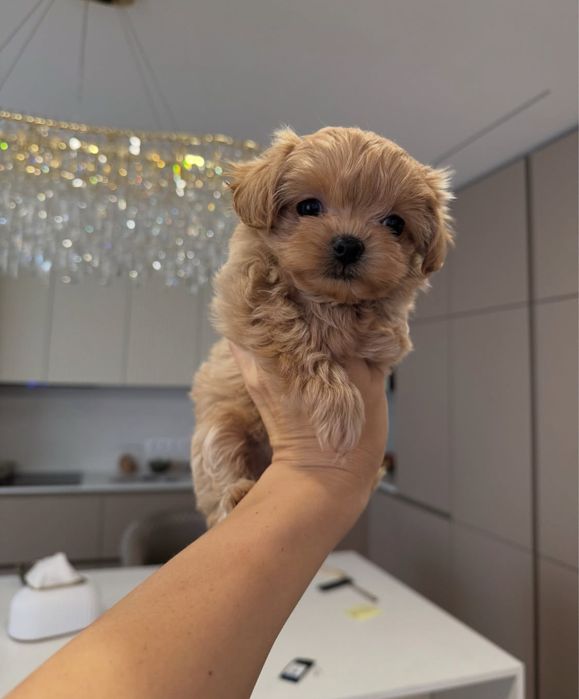 Цуценята Мальтіпу Maltipoo f1 mini/baby face