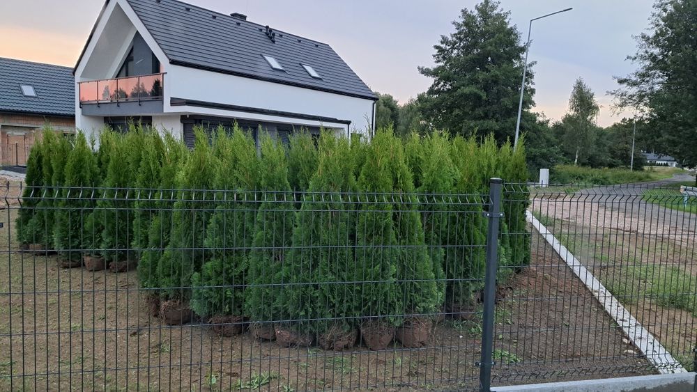 Tuja thuja tuje szmaragd