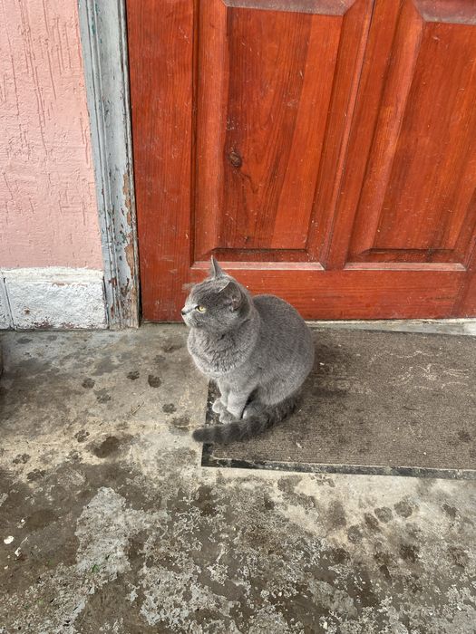 Віддам котиків в добрі руки мама британка