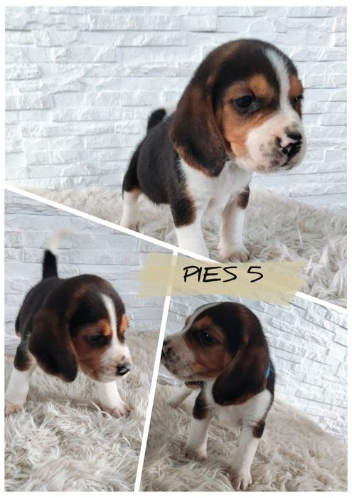 Beagle .. Beagle