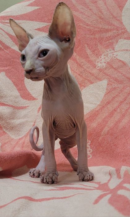 Gatinha sphynx bebé