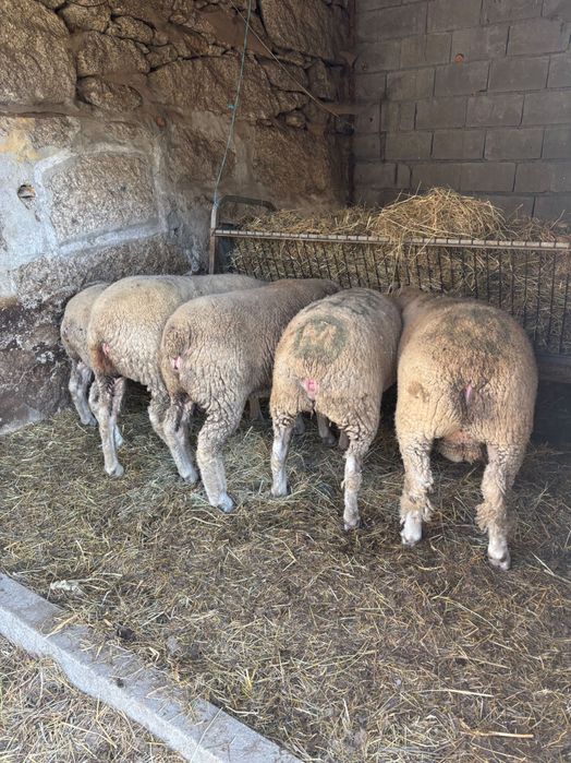 Ovelhas el france certeficadas