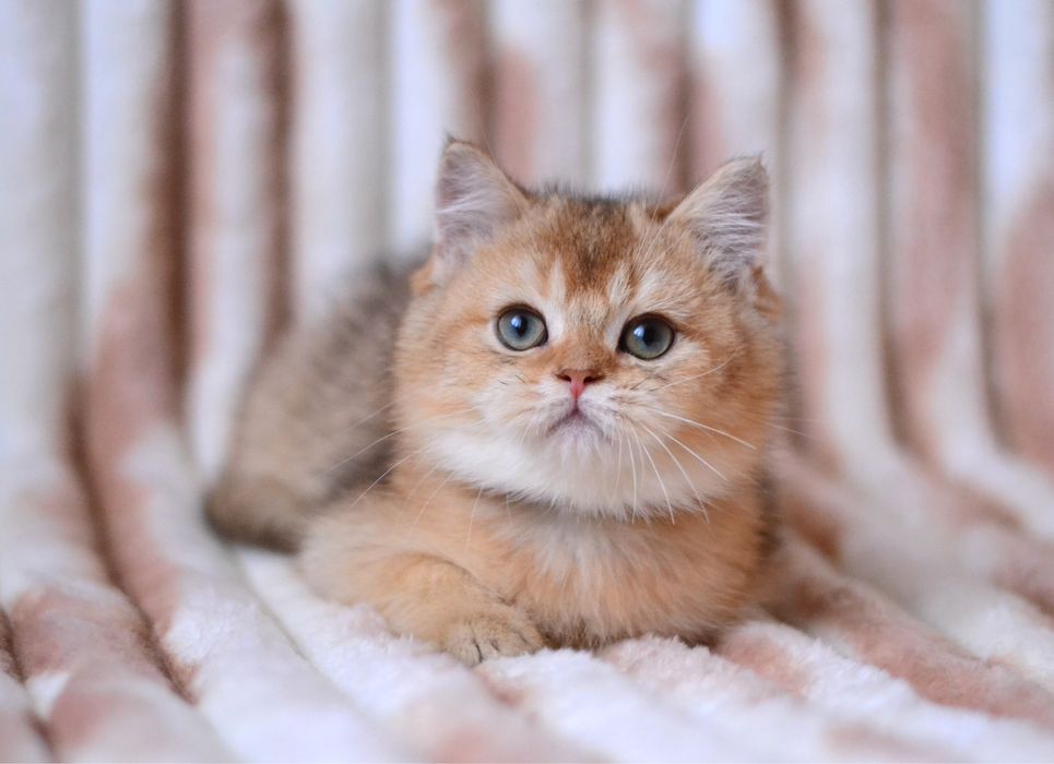 Поважний британчик золота шиншила