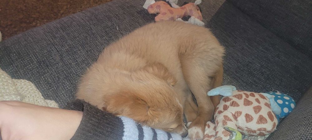 Cadelinha para adopção