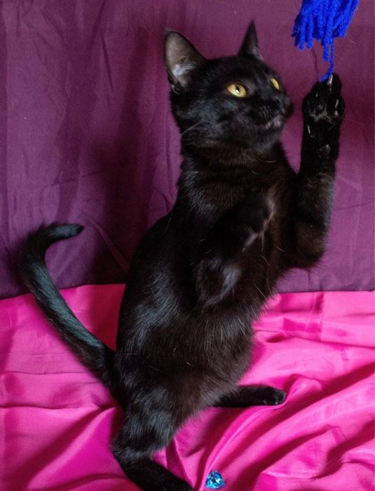 Гарна чорна киця в добрі руки!