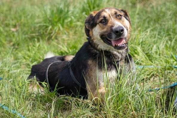 Przyjazny łagodny Baloo szuka domku