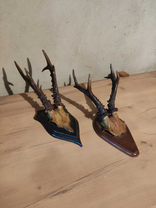 Parostki, poroże kozła sarny - ozdoba, trofeum na ścianę