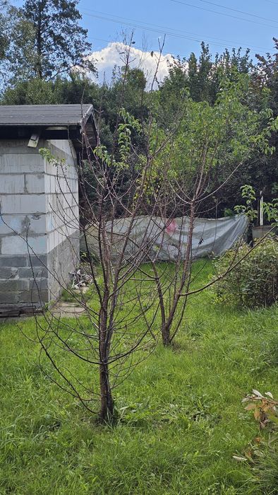 Działka RODO Elblag Chrobrego