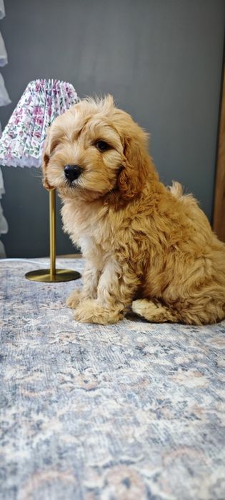 **Cavapoo**cudowny piesek!