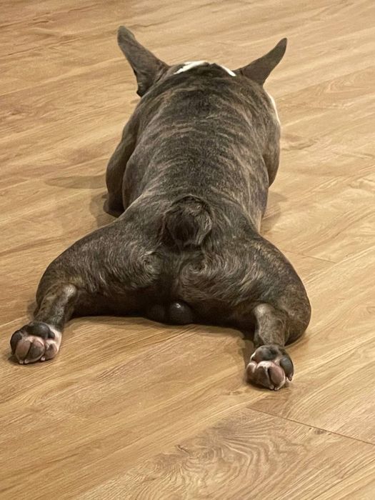 Французский бульдог мальчик ищет девочку