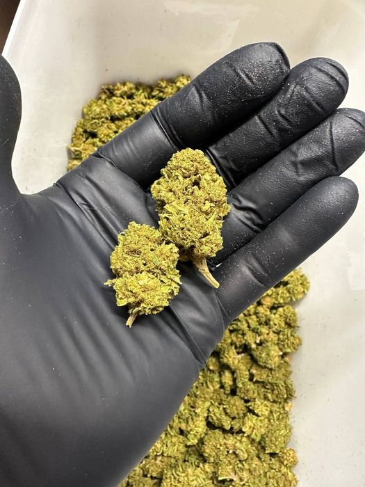 Susz konopny CBD 8-53 % Łomża. Możliwy dowóz