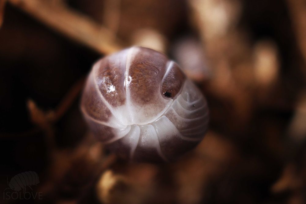 Armadillo sp. "Cyprus", duże i rzadkie równonogi, isopoda, kulanki