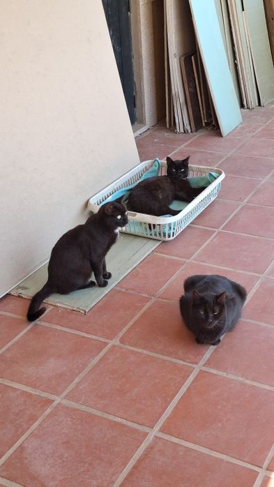 Dá-se gatinhos nascidos em Abril 2026 e 4 gatas com 1 e 2 anos.