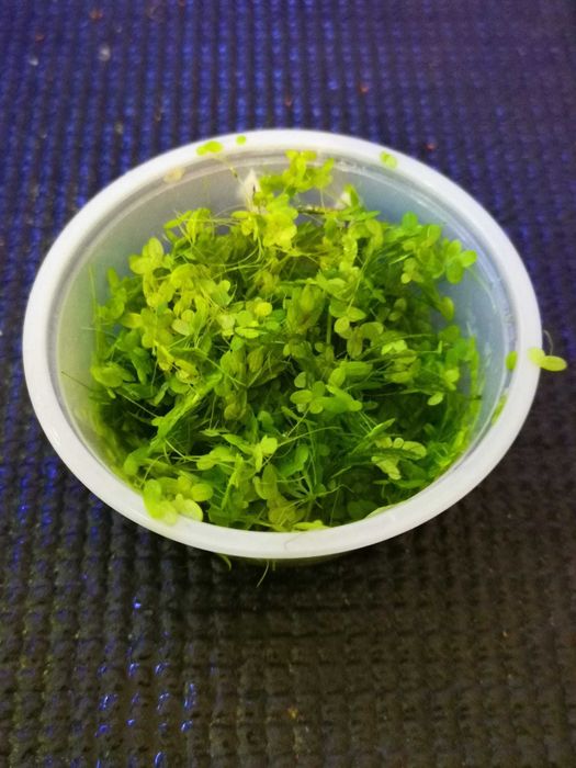 Lemna Minor / Lentilha de agua - Planta de superficie