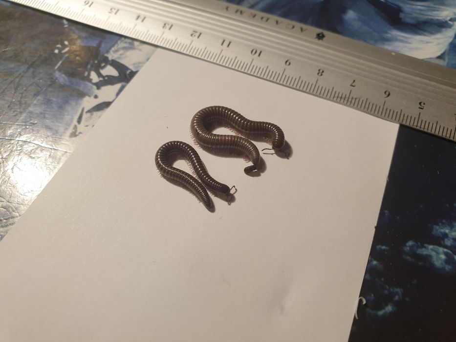 MŁODE WIJE Telodeinopus aoutii wij wije krocionogi kenijskie hodowla d