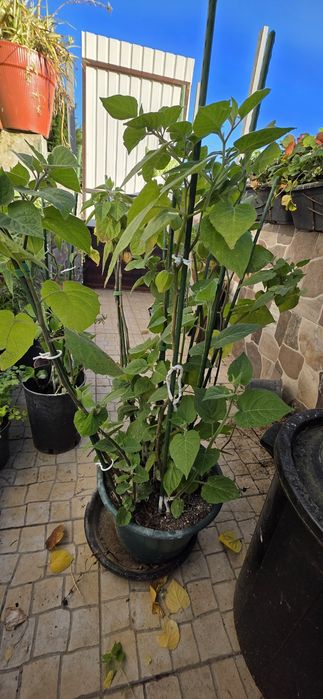 Planta de Physalis