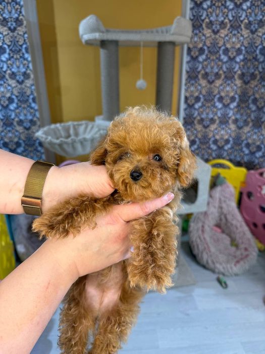 Справжні Той пуделя! Київ, або відправлю. Є «Оплата частинами»