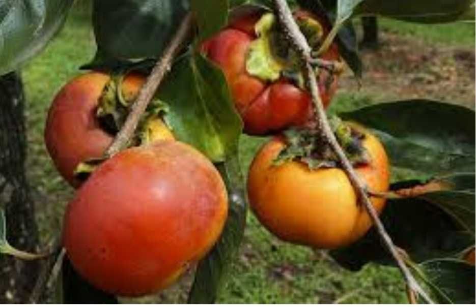 Dióspiros biológicos coroa de rei