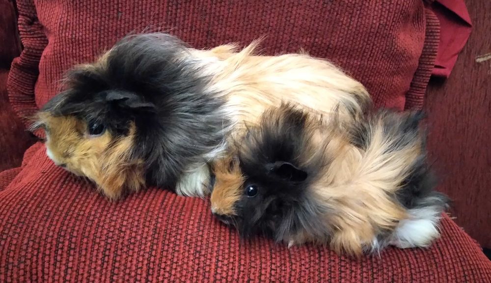 świnka morska, świnki morskie peruwianki