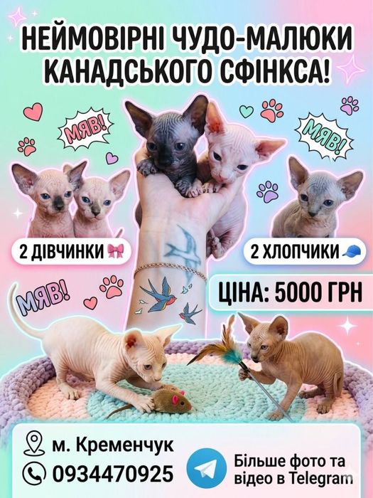 Конадские сфинксы
