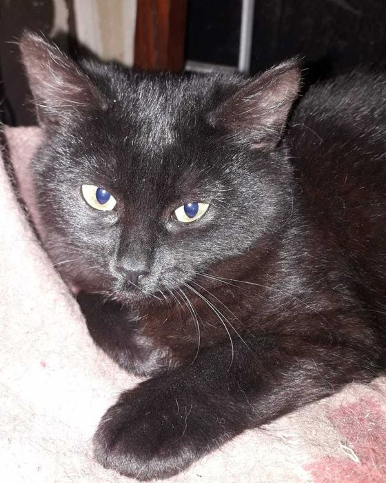 Кошеня Еліс в добрі руки