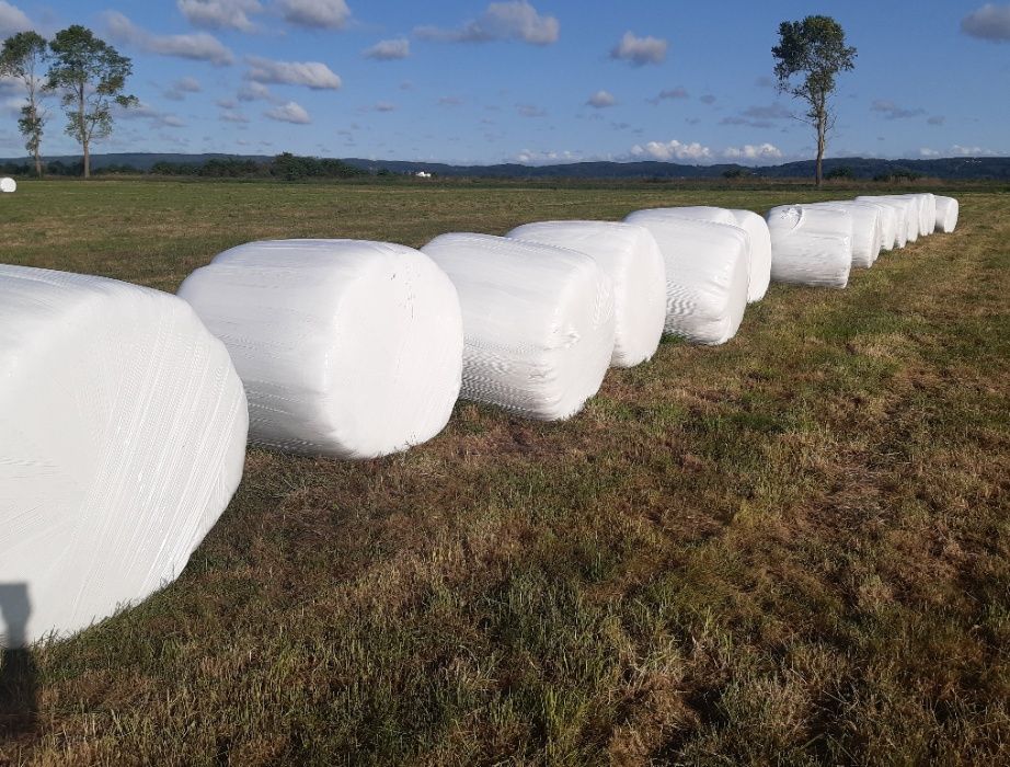 Sianokiszonka - Pasza Lepsza mleczność Zdrowe bydło Wysokie przyrosty