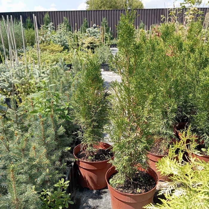 Туя Смарагд, Брабант, Колумна, Даника, Смарагд Голд, Міріам та ін.