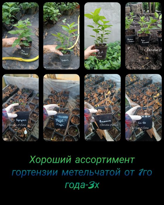 Саженцы декоративных растений. ландшафт. декоративні рослиникустарники