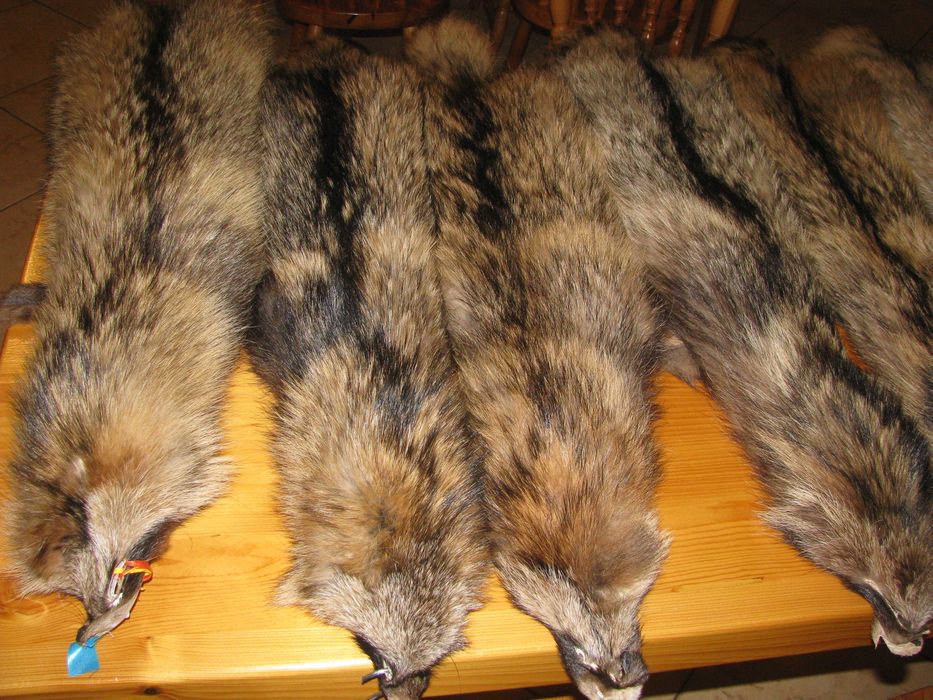 skóra z jenota leśnego